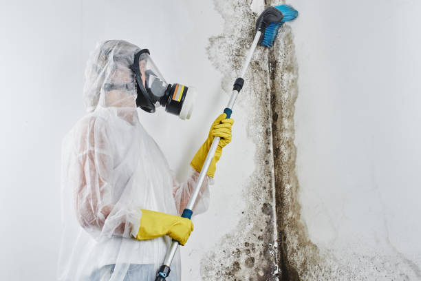 Best Fast Mold Removal  in Sheffield, OH