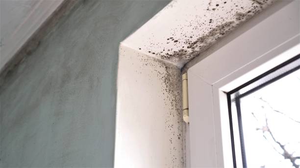 Professional Mold Removal in Sheffield, OH