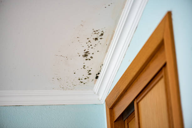 Best Crawl Space Mold Removal  in Sheffield, OH