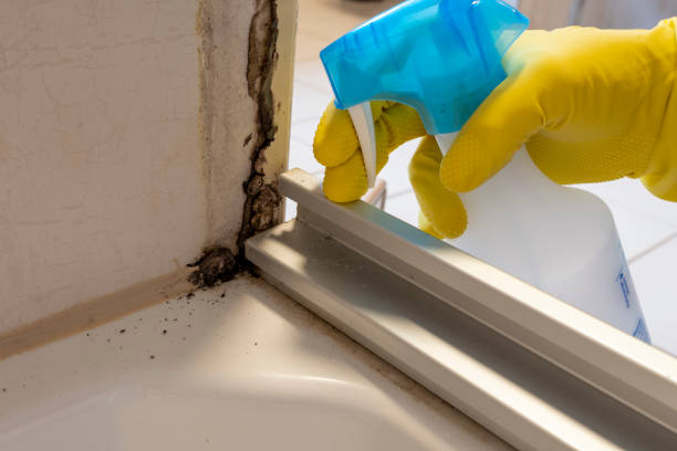 Best Mold Damage Repair  in Sheffield, OH