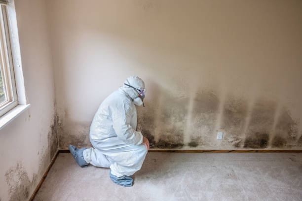 Best Residential Mold Removal  in Sheffield, OH
