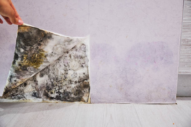 Best Toxic Mold Removal  in Sheffield, OH